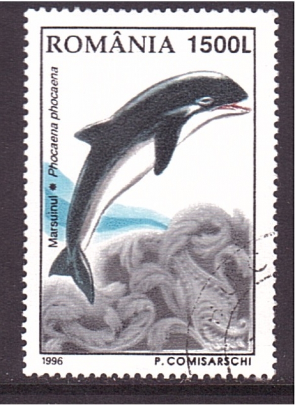 Cetaceos