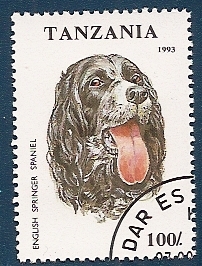 Perros de Raza - English Springer Spaniel