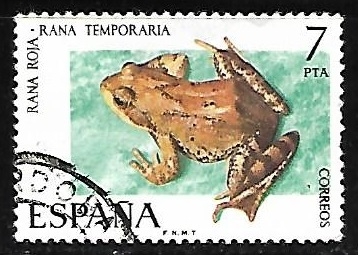 Fauna Hispánica - Rana Roja