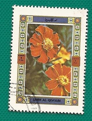 UMM AL QUIWAIN - flores