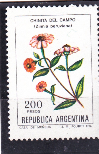 FLORES- CHINITA DEL CAMPO