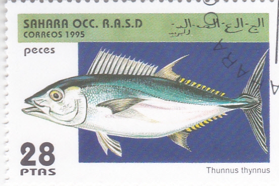 peces- thunnus thynnus