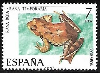 Fauna Hispánica - Rana Roja