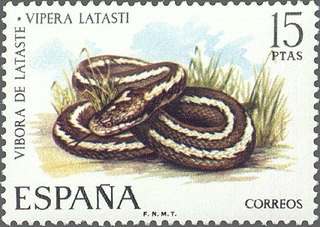 ESPAÑA 1974 2196 Sello Nuevo Fauna Hispanica Vibora de Lataste