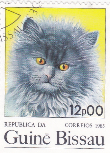 GATO DOMÉSTICO