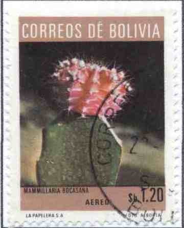 Flora boliviana - Cactus