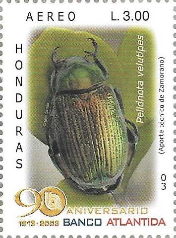 Coleópteros de Honduras