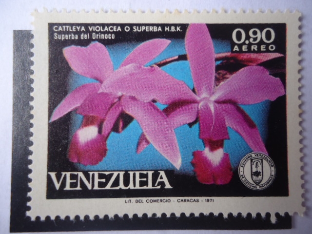 Catteya Violacea ó Superba H.B.K. - Orquídea del Orinoco