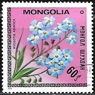 Myosotis asiatica