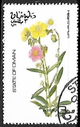 Helianthemum