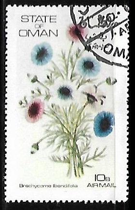 Brachycome ibendifolia