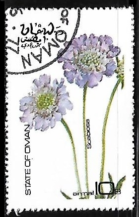 Scabiosa