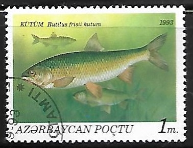 Caspian Kutum 