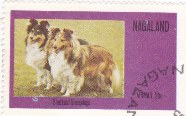 Perros de raza- shetland sheepdogs