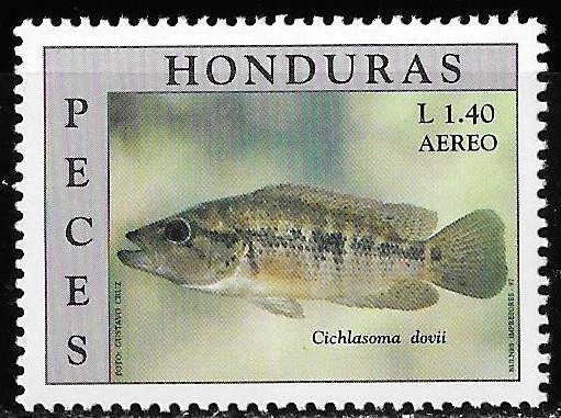 Peces. Cichlasoma dovii