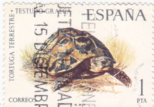 TORTUGA (35)