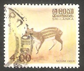 562 C - Animal tragulus meminna