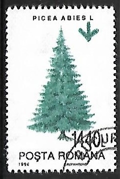 Picea abies