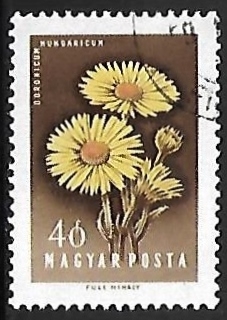 Doronicum hungaricum