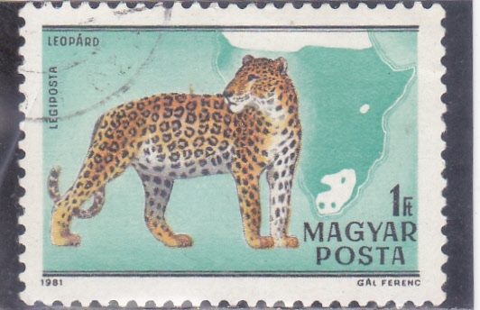 LEOPARDO Y MAPA 