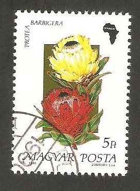 3266 - Flor protea barbigera