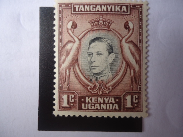 Grullas Coronadas Sudafricanas - King George VI-