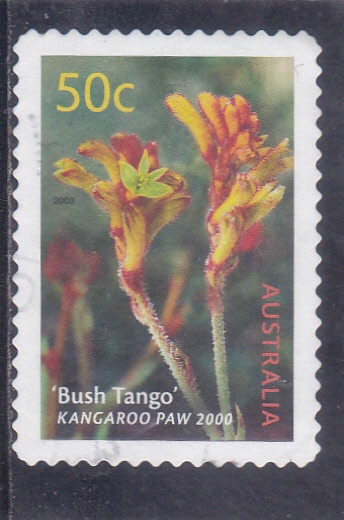 FLORES- BUSH TANGO