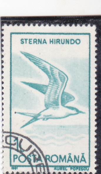 AVE-STERNA HIRUNDO