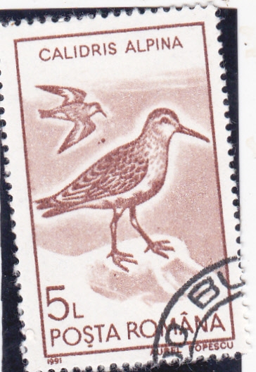 AVE-CALIDRIS ALPINA