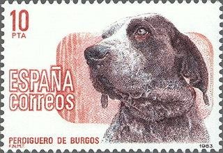 2711 - Perros de raza española - Perdigueros de Burgos