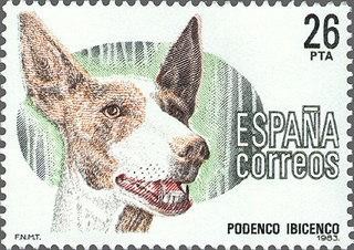 2713 - Perros de raza española - Podenco ibicenco