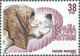 2714 - Perros de raza española - Pachón navarro