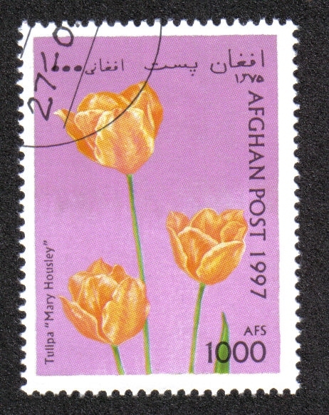 Tulipanes