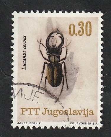 1051 - Insecto, Lucanus cervus