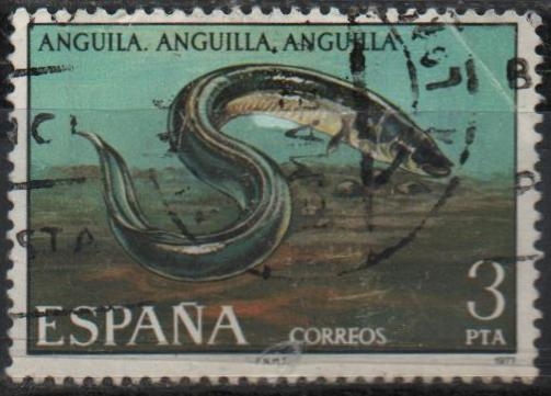 Anguila