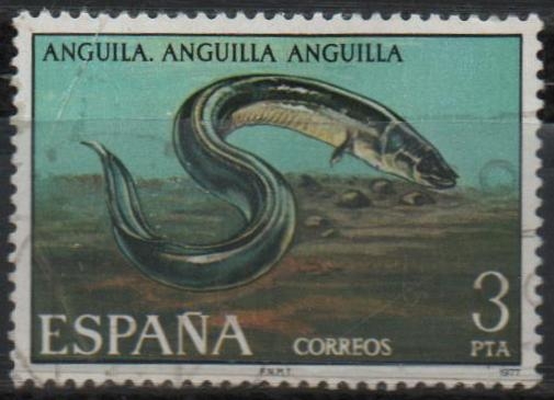 Anguila