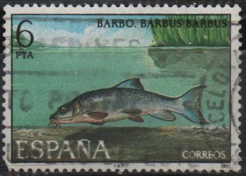 Barbo