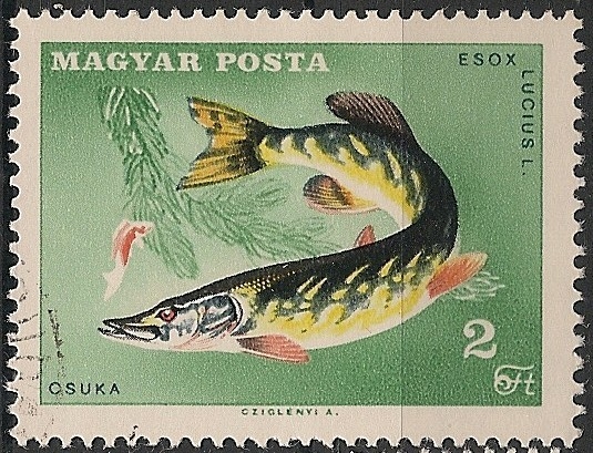 1914-14 congreso de la confederación internacional de pesca deportiva en Budapest, pez esox lucius