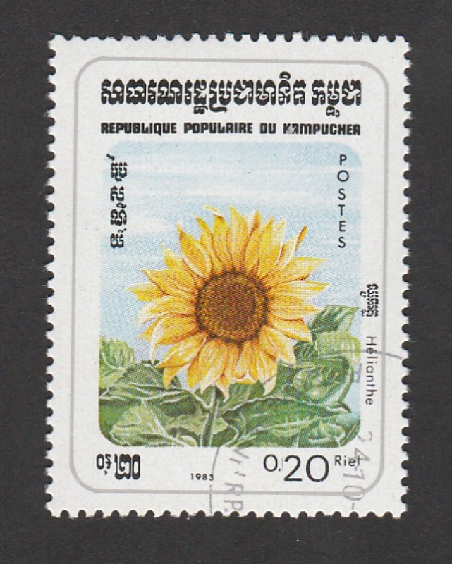 Helianthus