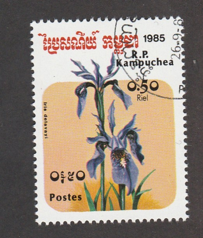 Iris delavayi