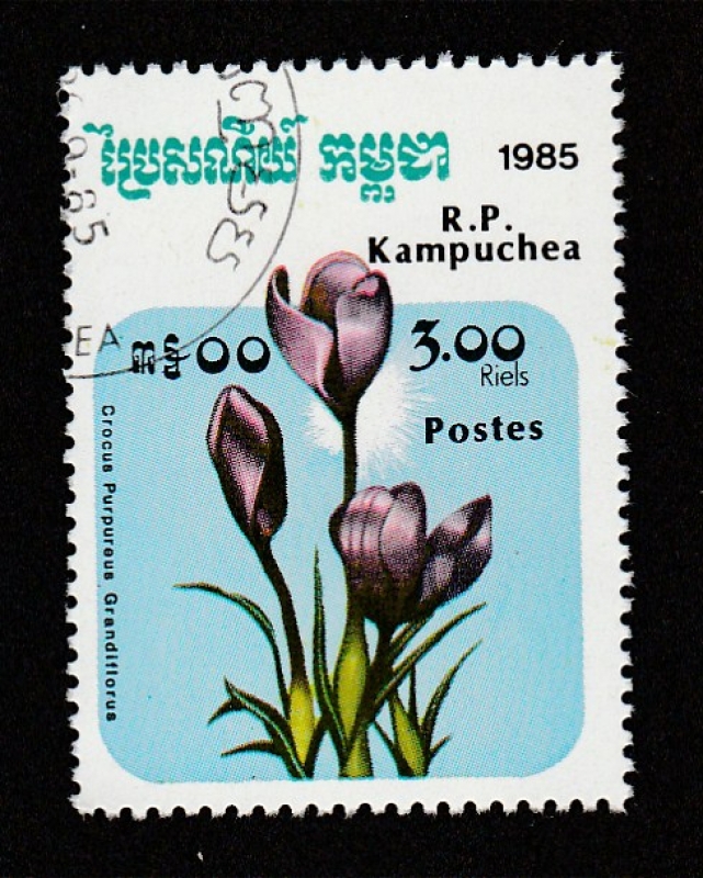 Crocus purpureus