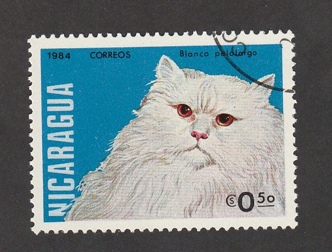 Gato blanco de pelo largo