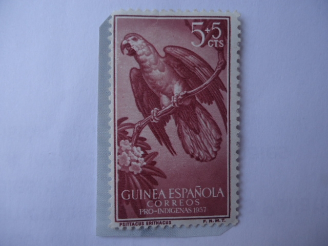 Ed:ES-GN 365 - Loro Gris (Psittacus erithacus)- Guinea Española.