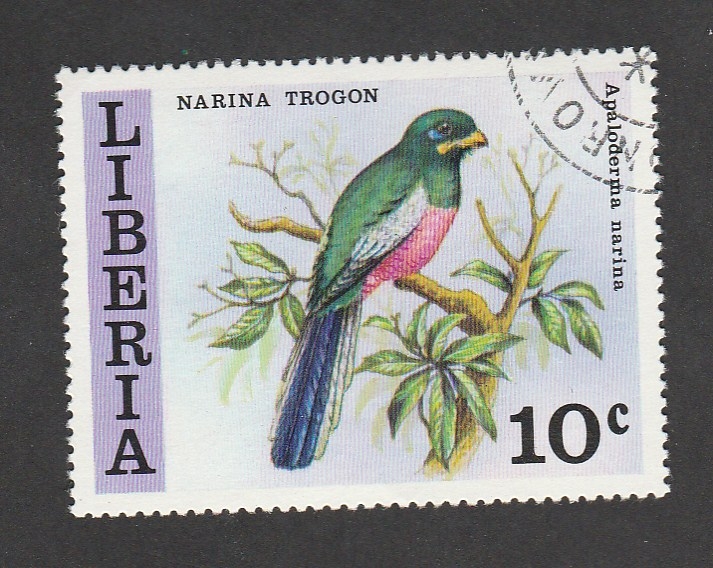 Ave Marina trogon