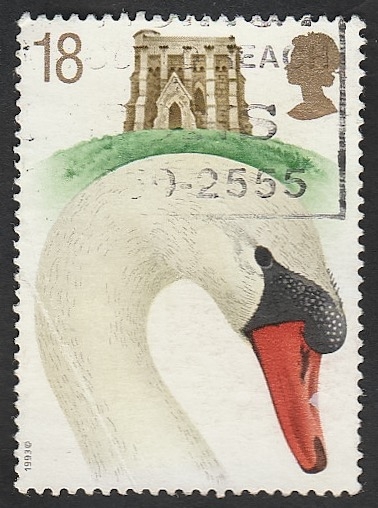 1645 - Cabeza de un cisne adulto