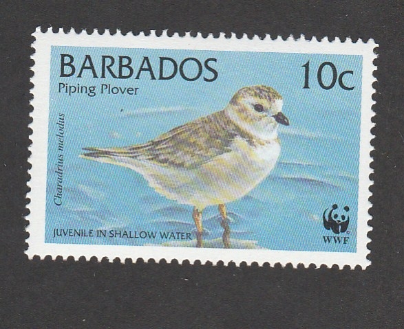 Charadrius melodus