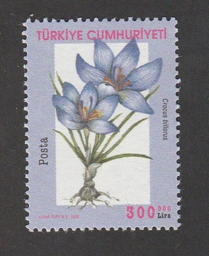 Crocus biflorus