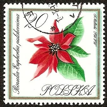 Flores - Poinsetia  (Flor de Pascua)