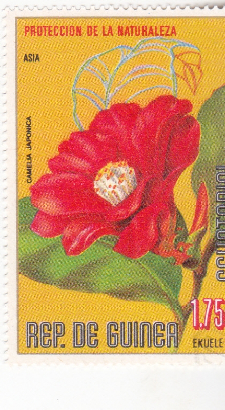 FLORES- PROTECCIÓN DE LA NATURALEZA