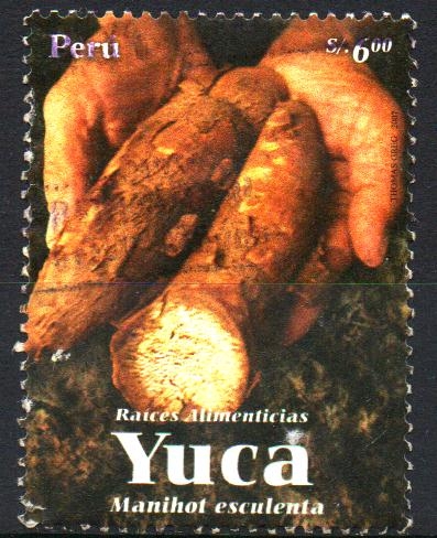 RAÍCES.  YUCA.